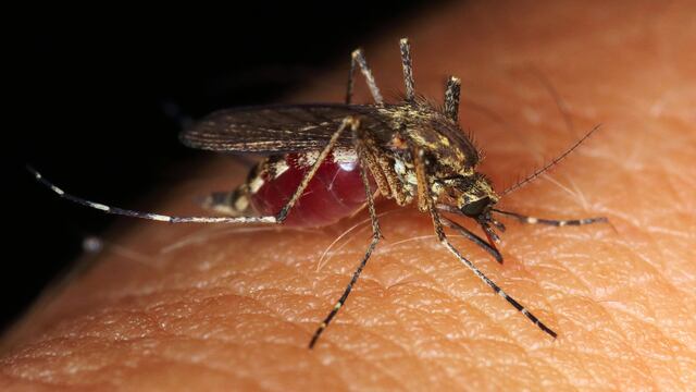 Mosquito