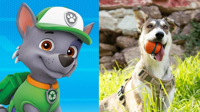 Así son los perros mestizos, como Rocky de Paw Patrol