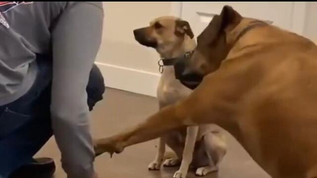 Perro presume truco de "dar la patita"