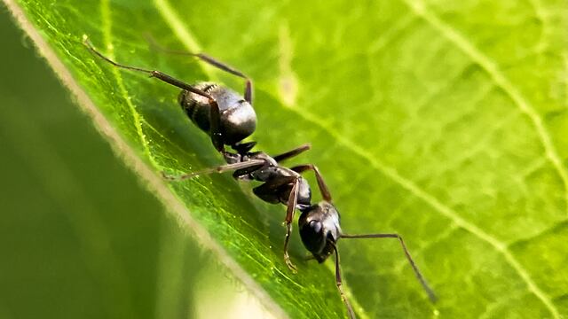 ¿Qué significa soñar con hormigas negras?