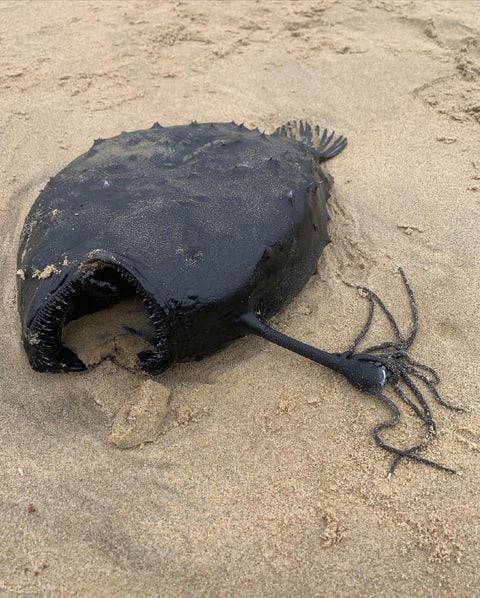 Pez balón en California