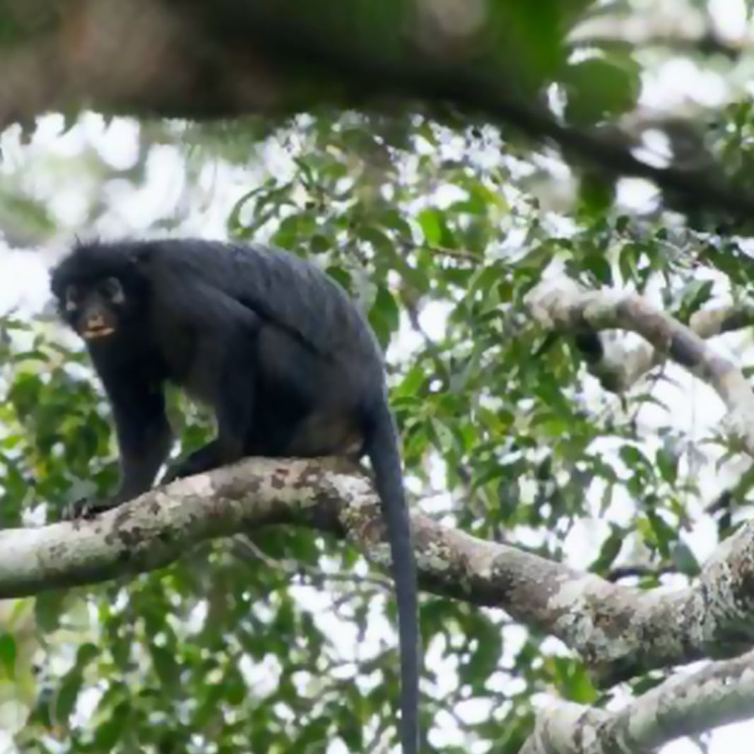 Descubren nueva especie de mono con “máscara” en la selva del Congo