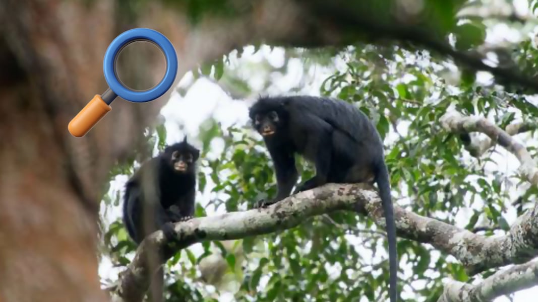 Descubren nueva especie de mono con “máscara” en la selva del Congo