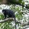 Descubren nueva especie de mono con “máscara” en la selva del Congo