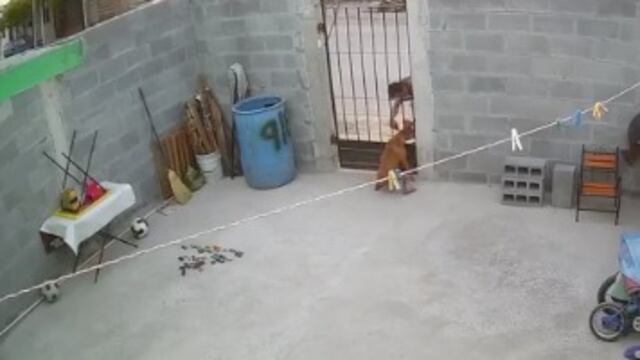 Agresión a la perrita Kira