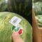 La sandía Tajín existe: Precio en Costco, pero ¿sabe a chilito? TikTok ya lo sabe