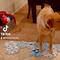 Perrito aprende a hablar gracias a un sistema de botones