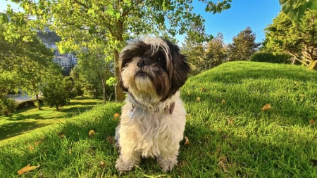Sukinga, mascota de Jonathan Meléndez