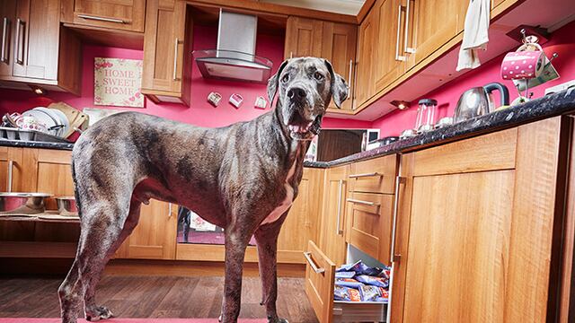 Muere 'Freddy', el perro más alto del mundo