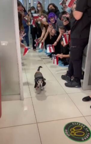 Perrito salió del veterinario tras 22 días internado