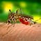 ¿Cuántos casos de dengue hay en México? Total hasta el 15 de julio 2024