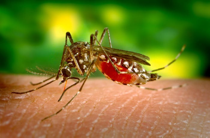 ¿Cuántos casos de dengue hay en México?