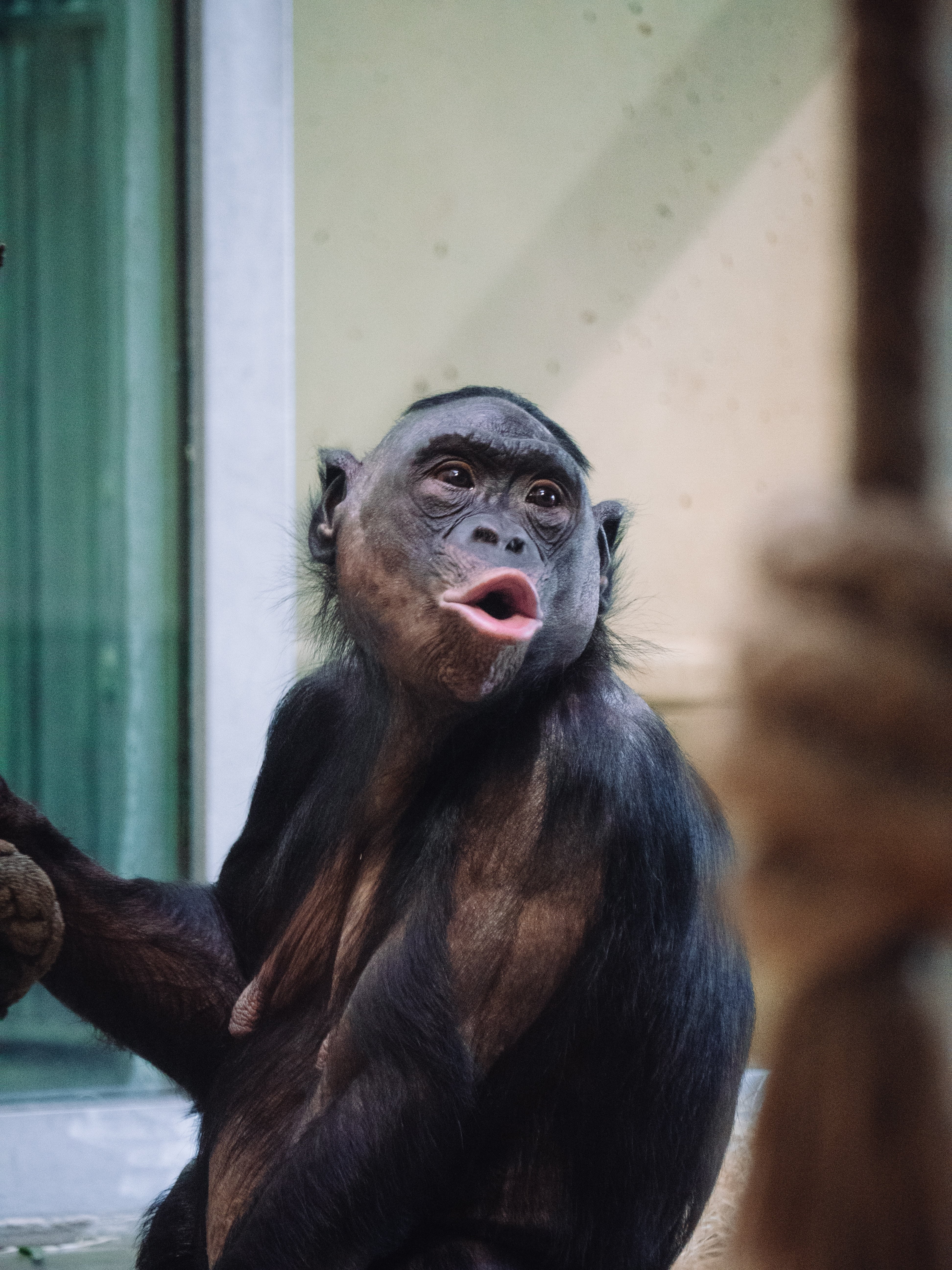 Chimpancés