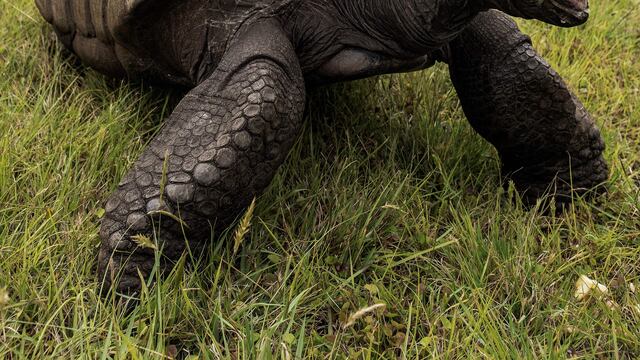 Jonathan, a Seychelles giant tortoise, believed to be the oldest reptile living on earth with and alleged age of 185 years, crawls through the lawn of the Plantation House, the United Kingdom Governor official residence on October 20, 2017 in Saint Helena, a British Overseas Territory in the South Atlantic Ocean. / AFP PHOTO / GIANLUIGI GUERCIA (Photo credit should read GIANLUIGI GUERCIA/AFP via Getty Images)
