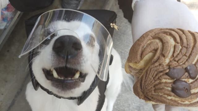 Para ayudar a su refugio, una perrita llamada Any reparte 'lomiconchas'