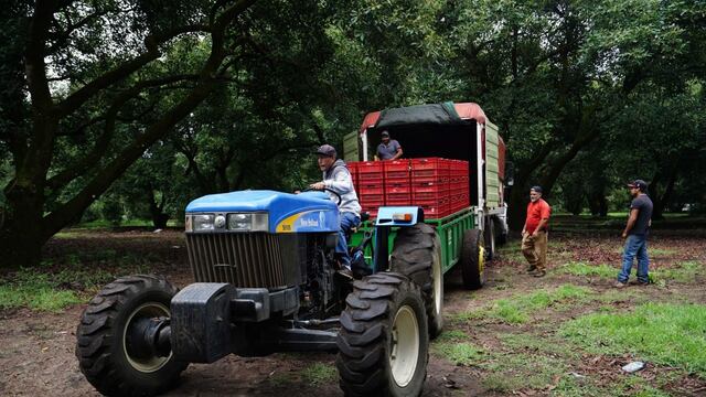 Charapan, Michoacán: Productor de aguacate y 3 trabajadores son hallados muertos