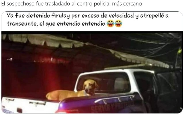Meme del hombre atropellado por un perro