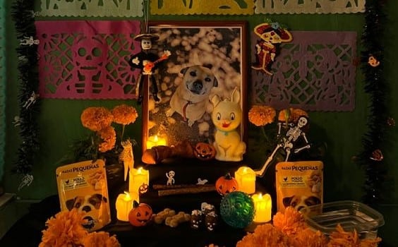 8 elementos que no pueden faltar en la ofrenda para mascotas de Día de Muertos