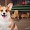 La verdad del video de perros que siguen a un corgi