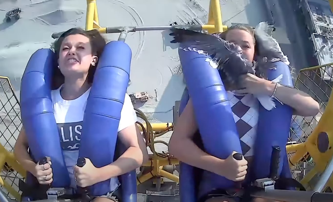 Ave choca contra la cara de una joven