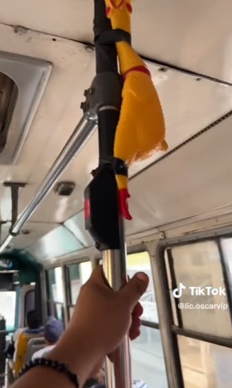 Pollo sirve como timbre en camión de Tampico