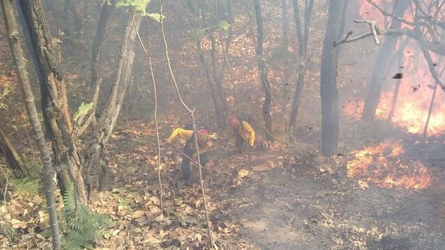 Incendio en el Bosque de la Primavera.