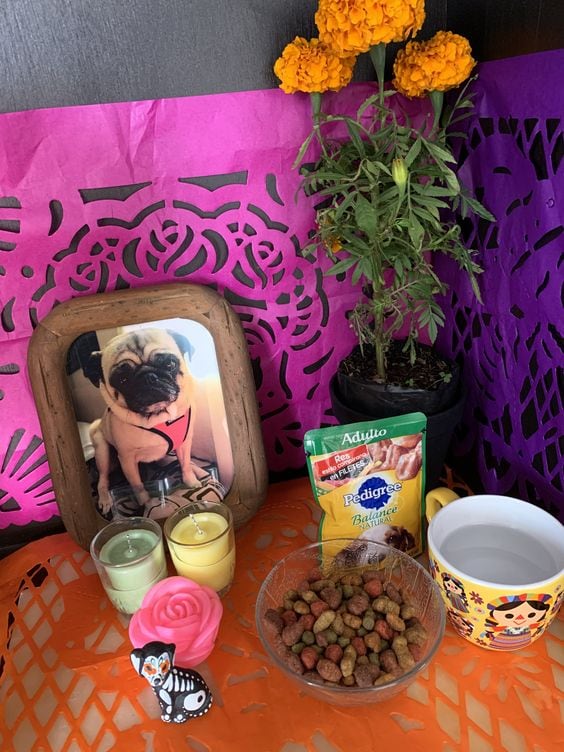 8 elementos que no pueden faltar en la ofrenda para mascotas de Día de Muertos