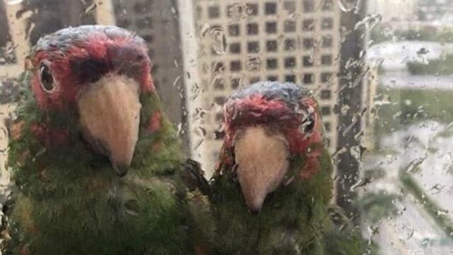 Pericos.