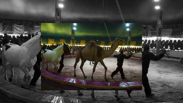 Cirqueros buscan evadir la ley: Semarnat