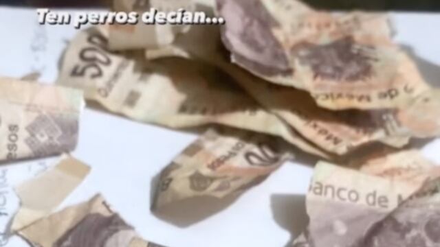 Perro rompe billetes de su dueña