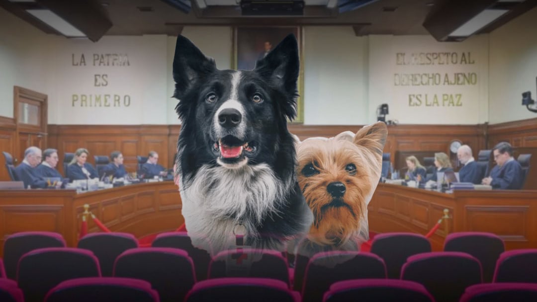 SCJN avala reducir sentencia por envenenamiento de Athos y Tango