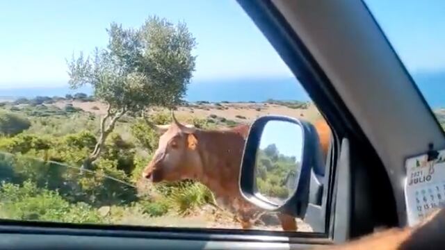 Vaca muestra el camino