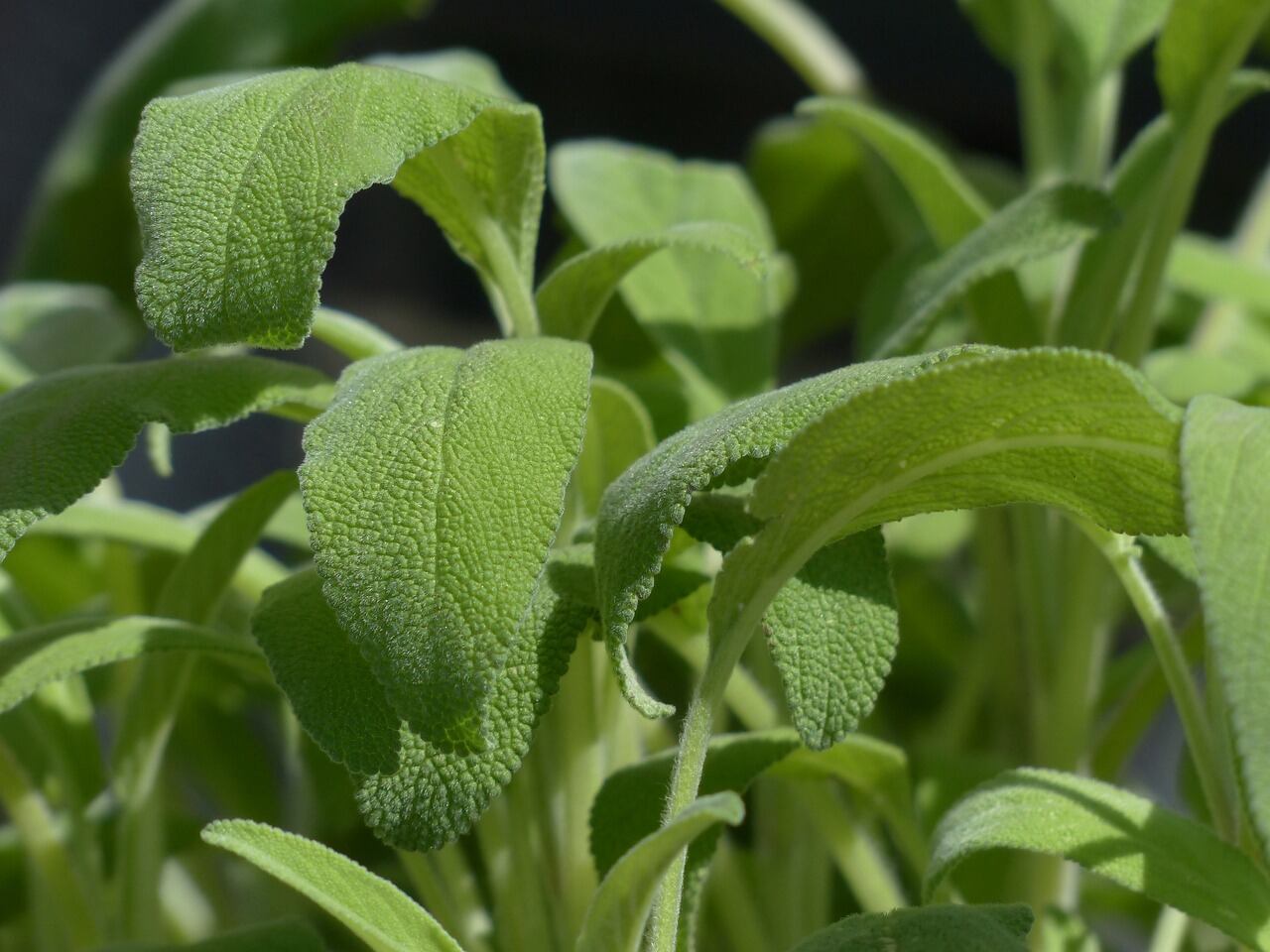 Salvia, planta medicinal que te ayuda a blanquear los dientes
