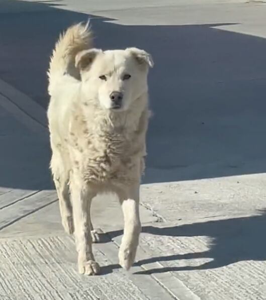 Perro finge ser callejero para que lo alimenten