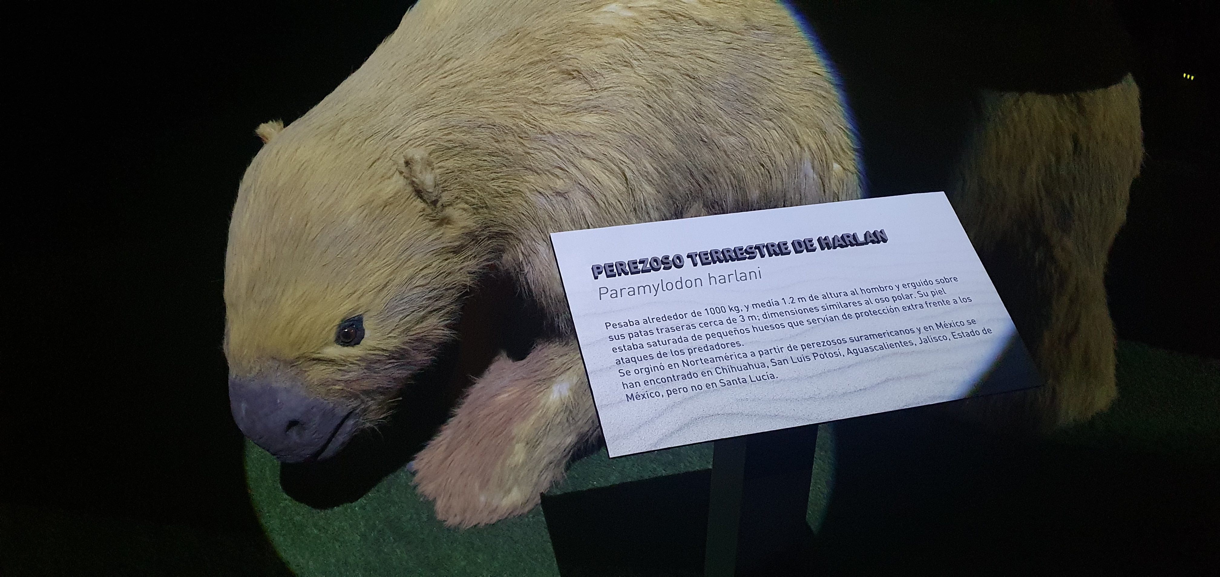 Perezoso en el museo del mamut
