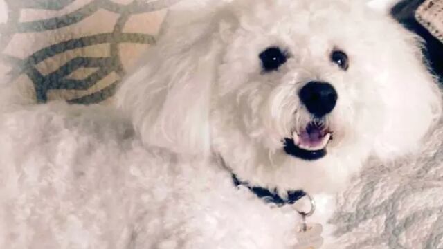 Marino, perrito que ordenó un canal porno