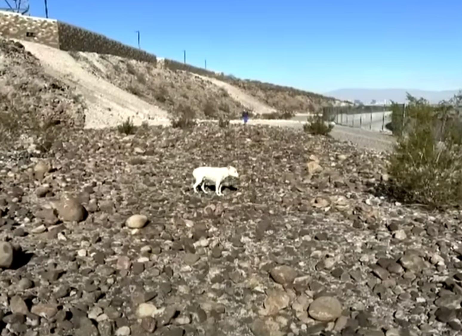 Perro líder de manada de coyotes