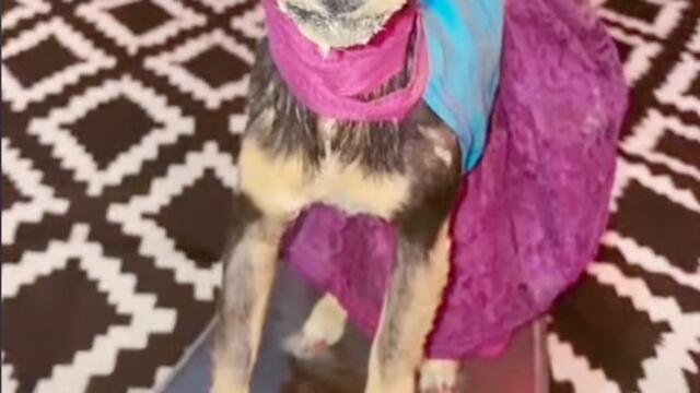 Chispita, perrita disecada