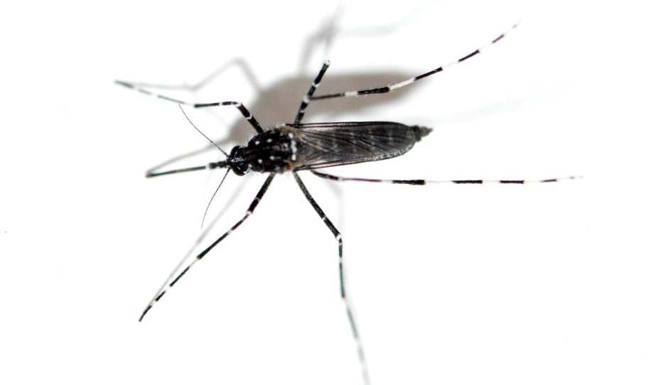 Aedes vittatus