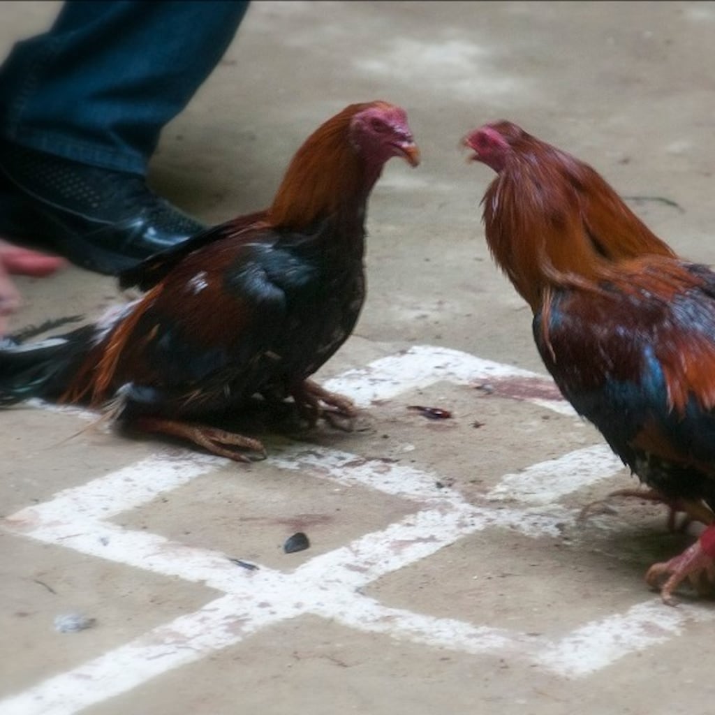 El maltrato animal y humano