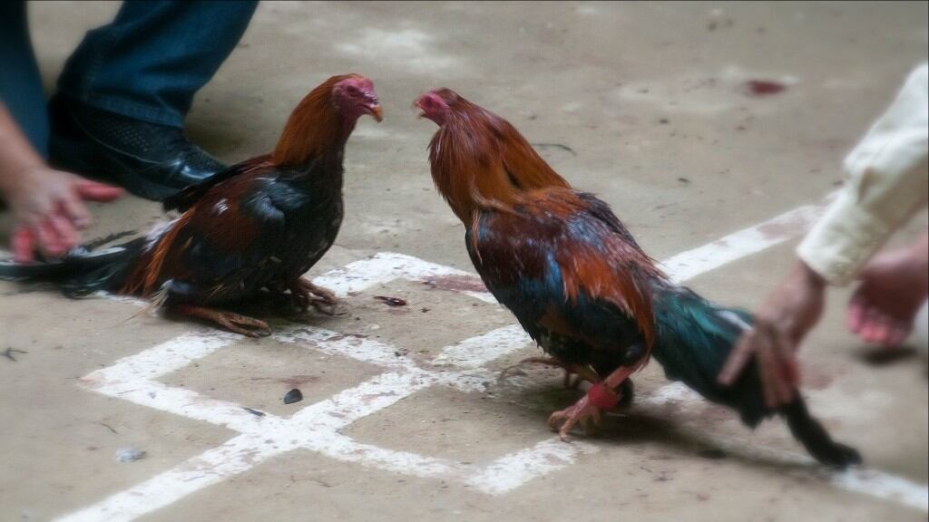 El maltrato animal y humano
