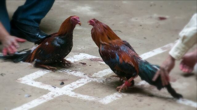 Peleas de gallos en Veracruz