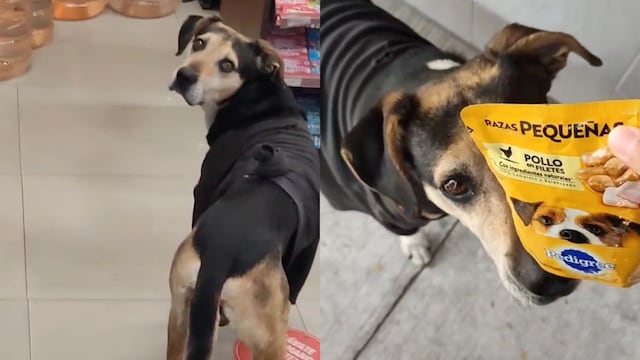 VIDEO: Exhiben a perro manipulador que engaña a TikTok con su mirada triste para que le den de comer