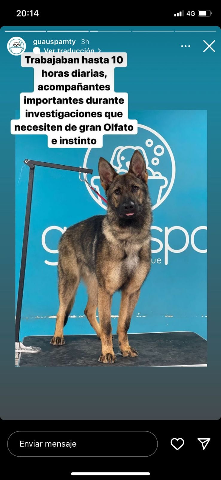 Perros que participaron en la búsqueda de Debanhi Escobar