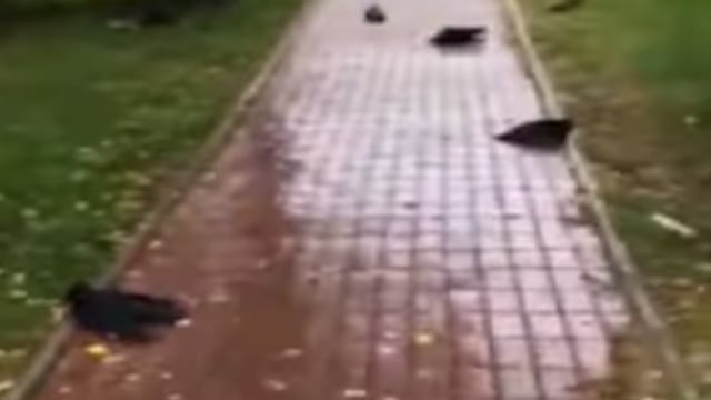 Cientos de cuervos mueren en Siberia