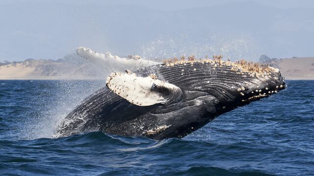 Ballena jorobada