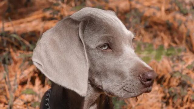 Perro Tacho en Viva Aerobús