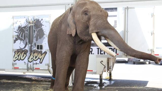 Big-Boy elefante