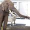 Big Boy, el elefante rescatado por Arturo Islas, ya tiene novia