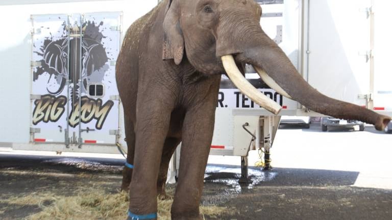 Big Boy, el elefante rescatado por Arturo Islas, ya tiene novia